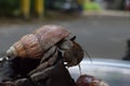 1 one hermit crab found its way home at black Japanese snail shell Royalty Free Stock Photo