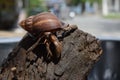 1 one hermit crab found its way home at black Japanese snail shell Royalty Free Stock Photo