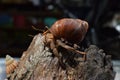 1 one hermit crab found its way home at black Japanese snail shell Royalty Free Stock Photo