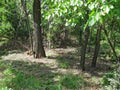 A Hidden Corner in The Green Area of Langeron Beach, Odessa Royalty Free Stock Photo