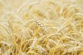 One high tall ripe full-grain cereal close-up on a hot summer afternoon against a yellow rye field. Golden field of ripe Royalty Free Stock Photo