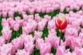 One higher and differently colored tulip protrudes above the others Royalty Free Stock Photo