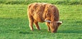 One highland cattle grazing in a field in the morning. A brown farm animal standing in a meadow while eating fresh green Royalty Free Stock Photo