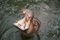 One Hippo widely opened mouth, feeding hippopotamus closeup Royalty Free Stock Photo