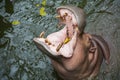 One Hippo widely opened mouth, feeding hippopotamus closeup Royalty Free Stock Photo