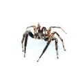 one home spider isolated on white Royalty Free Stock Photo