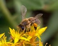 One honey bee collecting pollen on yellow flower. Close up macro Royalty Free Stock Photo