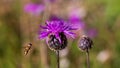 One honey bee collecting pollen on yellow flower. Close up macro Royalty Free Stock Photo