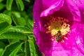 One honey bee collecting pollen on yellow flower. Close up macro Royalty Free Stock Photo