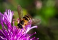 One honey bee collecting pollen on yellow flower. Close up macro Royalty Free Stock Photo