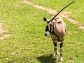 One-horn oryx Royalty Free Stock Photo