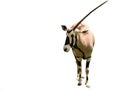 One-horn oryx Royalty Free Stock Photo