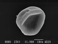 One hornbeam pollen grain scanning electron micrograph