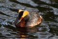 One Horned grebe bird is swimming in the lake in summer Royalty Free Stock Photo