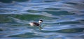 One Horned grebe swimming in blue water Royalty Free Stock Photo