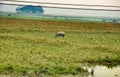 A one horned rhino grazing in a field in Assam Royalty Free Stock Photo