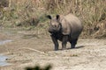 One Horned Rhino Standing on River Bank Royalty Free Stock Photo