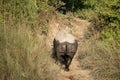 One Horned Rhino Walking up Riverbank Royalty Free Stock Photo