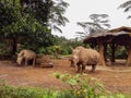 One-horned rhinoceros, Indonesia endemic animal