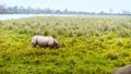 One-horned rhinoceros in its natural habitat at Kaziranga National park Assam India