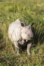 One horned rhinoceros Royalty Free Stock Photo