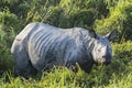 One horned rhinoceros Royalty Free Stock Photo