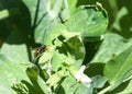 Hornet on a snow pea blossom, profile view Royalty Free Stock Photo