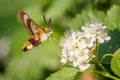 One hornworm moth-hawk in flight over the flower
