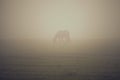 One horse in fog. Misty landscape with horse grazing on meadow Royalty Free Stock Photo