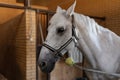 one horse gray-white color in stable