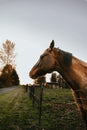 One horse looking away on farm Royalty Free Stock Photo