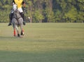 Horse Polo Player use a polo mallet to hit a Ball. Royalty Free Stock Photo