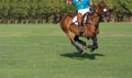 Horse Polo Player use a polo mallet to hit a Ball in Match.