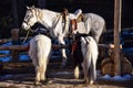 One horse and two white ponies in the winter outdoors