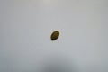 One hulled kernel of pumpkin seed Royalty Free Stock Photo