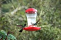 One hummingbird is feeding from the feeder while other is flying towards it Royalty Free Stock Photo