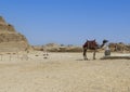 One hump dromedary camel standing with handler at the Djoser mortuary complex in Egyp. Royalty Free Stock Photo