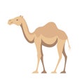 One humped camel animal of Australia