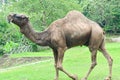 A one-humped camel stands in the Ragunan Wildlife Park