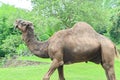 A one-humped camel stands in the Ragunan Wildlife Park