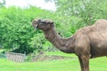 A one-humped camel stands in the Ragunan Wildlife Park