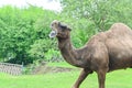 A one-humped camel stands in the Ragunan Wildlife Park