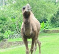 A one-humped camel stands in the Ragunan Wildlife Park