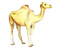 One-humped camel on a white background