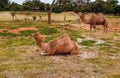 One-humped camels Royalty Free Stock Photo