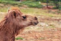 One-humped camels Royalty Free Stock Photo