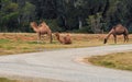 One-humped camels Royalty Free Stock Photo
