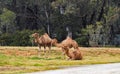 One-humped camels Royalty Free Stock Photo