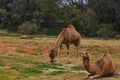 One-humped camels Royalty Free Stock Photo