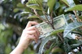 One hundred dollar bill on tree Royalty Free Stock Photo